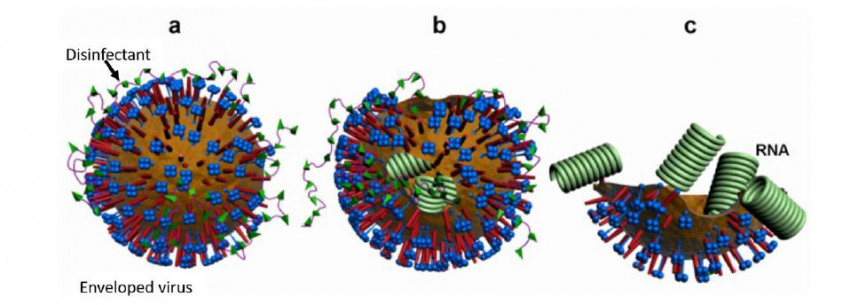 Disinfectant efficacy on Covid-19 mutations (emerging genetic variants of concern)